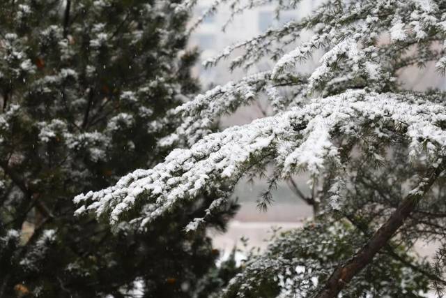 初雪|山艺背景图强势来袭