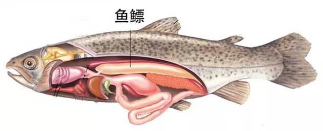 (鱼鳔俗称鱼泡,是鱼的辅助呼吸器官.)