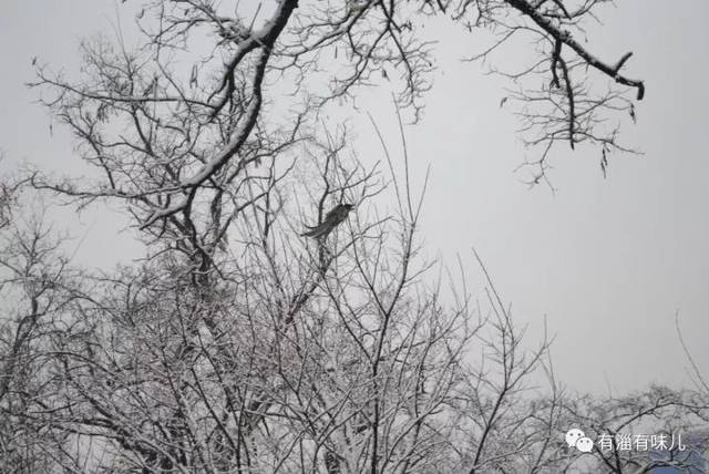 海量淄博雪景图!速来我的朋友圈赏雪,赏诗!还附送一条