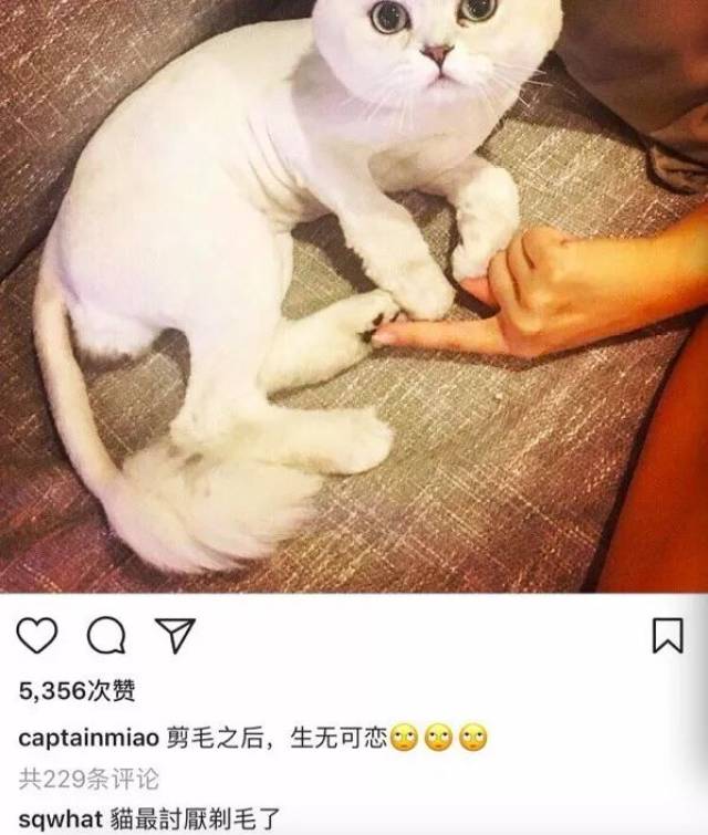 倪妮陷"虐猫"丑闻,又是一个人设操的太猛翻车的典范!