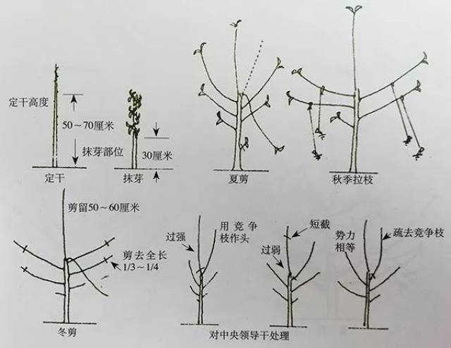 [汪景彦] 苹果树"傻瓜"修剪法—自由纺锤树形!