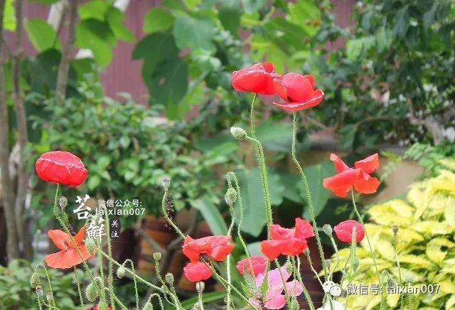 虞美人