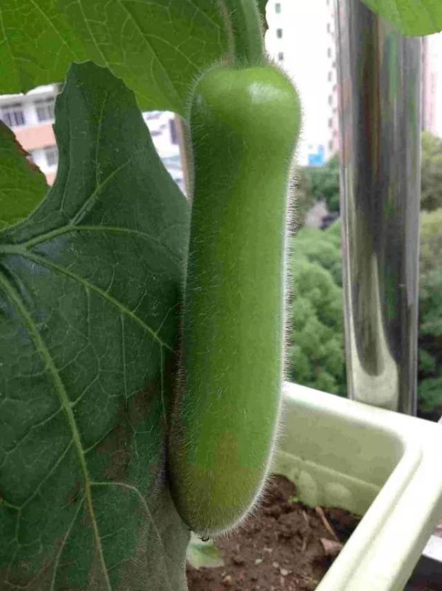 三品小仙:楼顶菜园之蒲瓜成长记,给力的蒲瓜一次又一次给我惊喜!