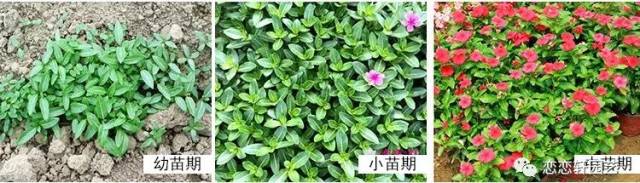 种子→幼苗→小苗→成株 科属:夹竹桃科长春花属,别名金盏草,四时春