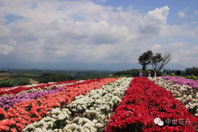 中国花海旅游在崛起--多大面积才能成就知名花