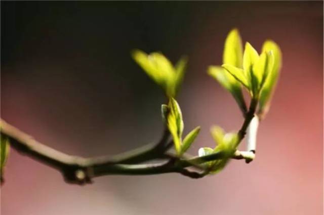 ppt  壁纸 电脑桌面 发芽 花 绿色 绿色植物 嫩芽 嫩叶 新芽 植物