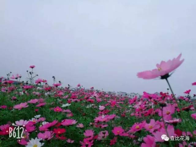 柳州鹿寨查比花海节,园博