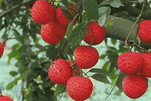 壁纸 矢量 水果 小果 植物 600_400 gif 动态图 动图