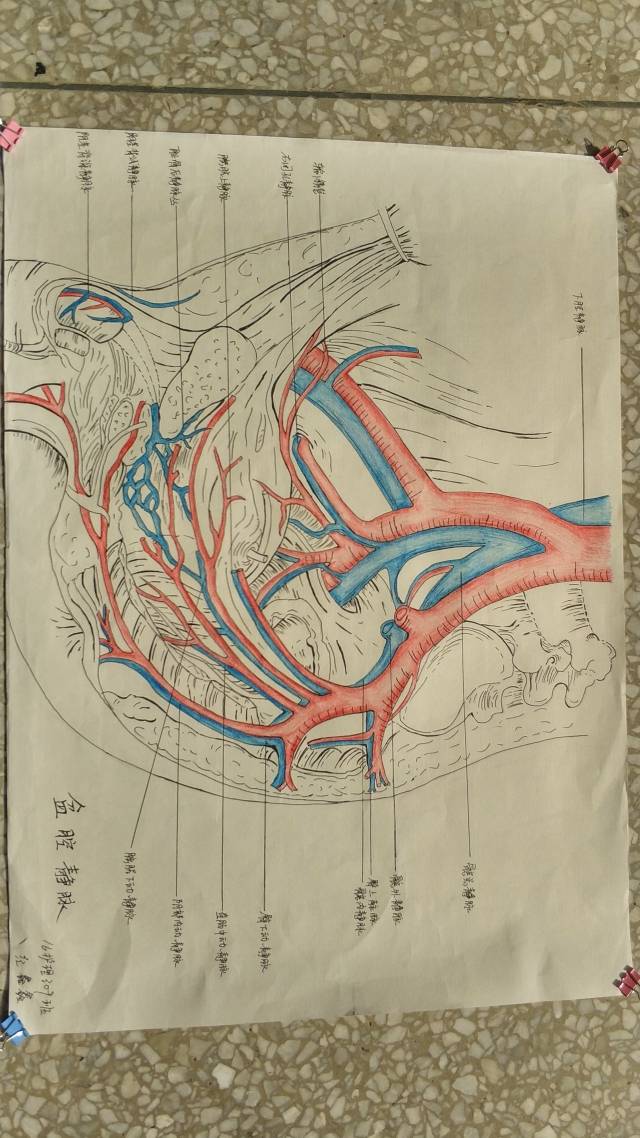 人体解剖手绘-最佳人气奖投票