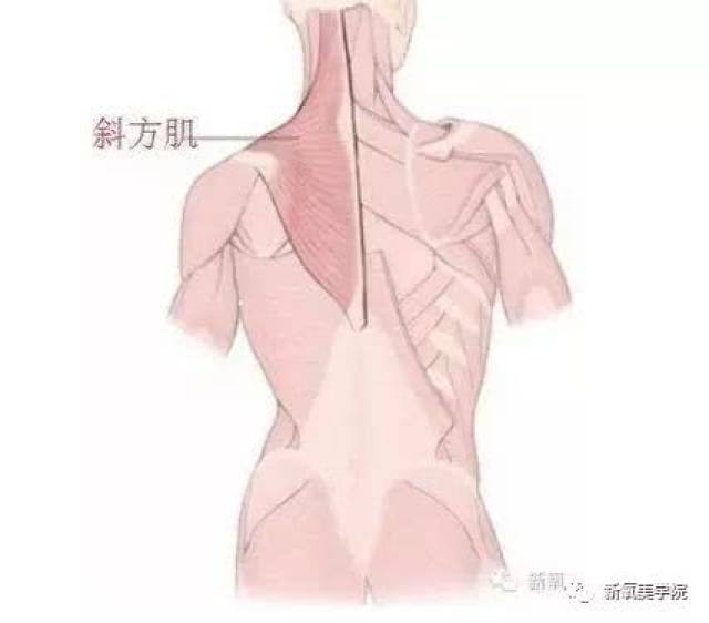 斜方肌发达到一定的程度,脖子可能会消失,就好像头直接安在肩膀上.