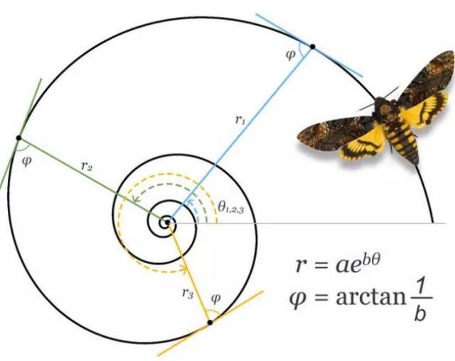同学们都学过极坐标,飞蛾的路径等角螺旋线的极坐标方程和图像见图(3)