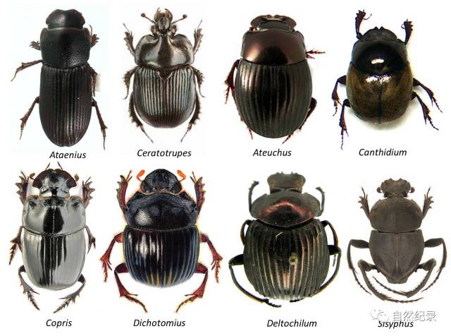 五大洲的潜在宝石—我与蜣螂亚科scarabaeinae的邂逅