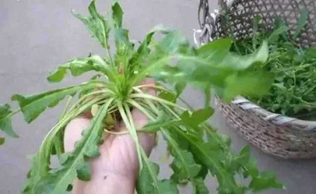 一把灰菜让她吃了大苦头,吃野菜可有讲究