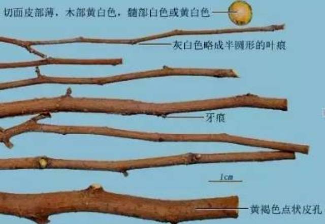 中药知识必学:桑枝