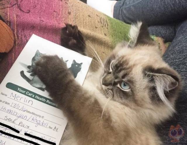 这只布偶猫天生有一副凶巴巴的脸,看什么都是不爽的样子!