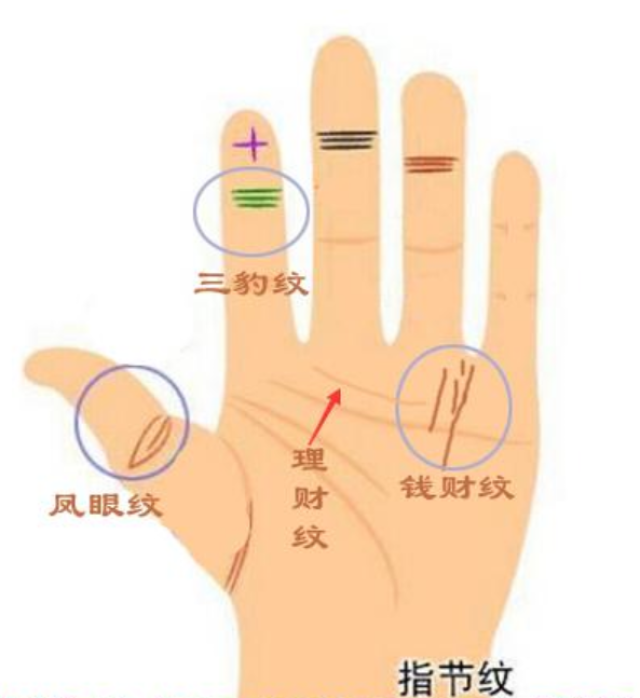 2,凤眼纹是在拇指第一节指节上面的指纹呈一个圈行的纹路,一般来说有