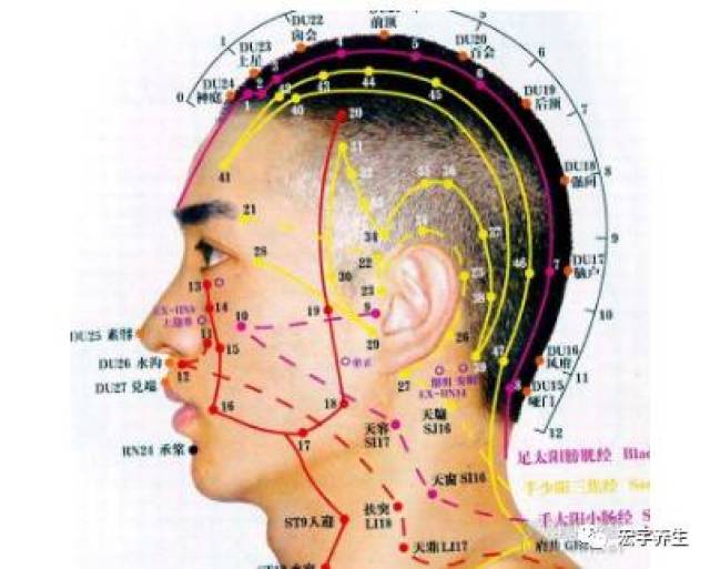 人体头部穴位图及作用功效