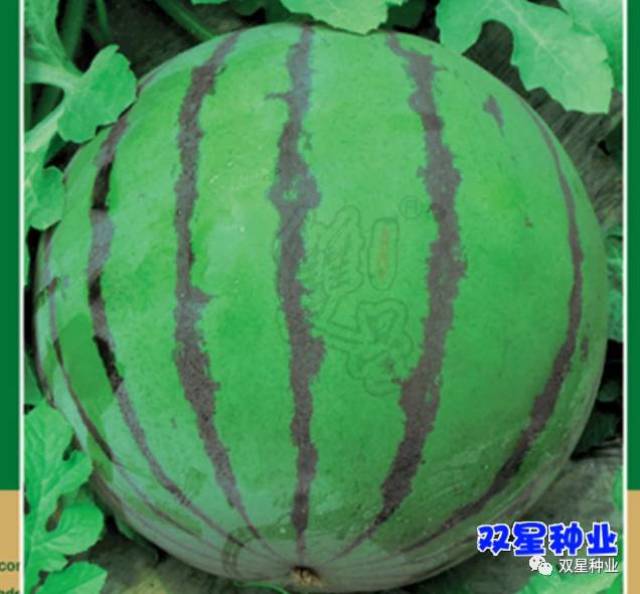 2f33213668dc4f6d8e397978d8e01d01.jpeg