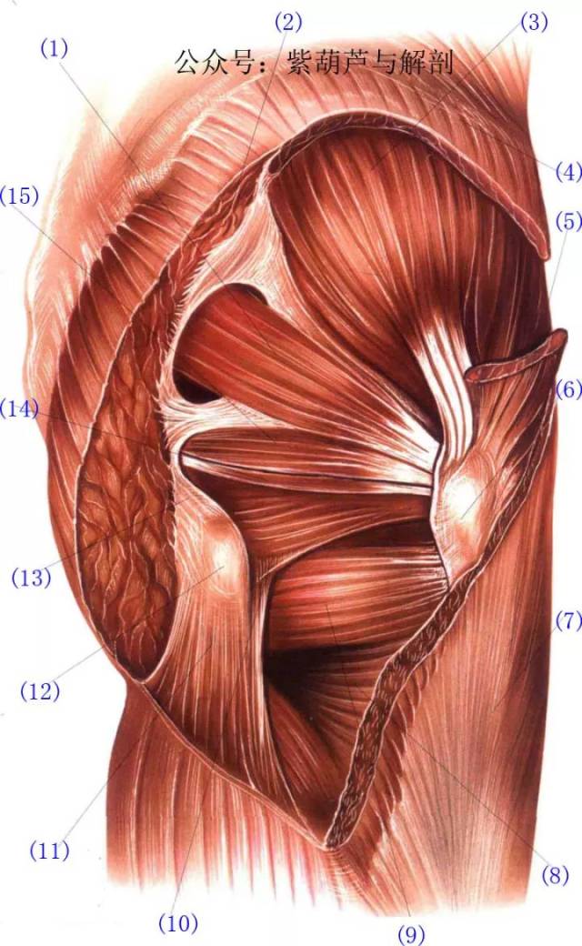 臀部,股部浅层与深层肌肉解剖|附:视频讲解