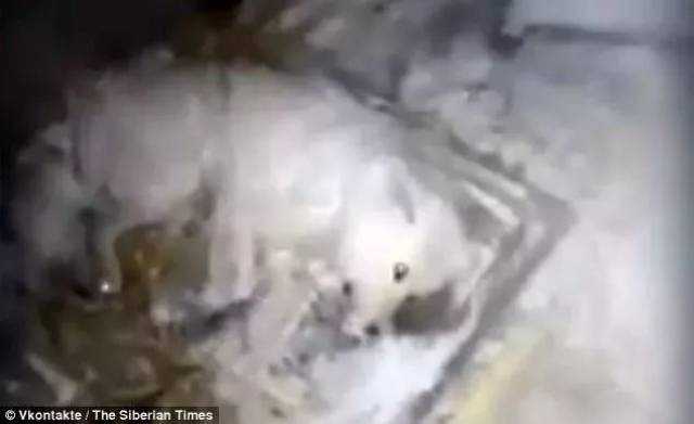 在滴水成冰的冬季活活被冻成冰雕,它承受了多大的痛苦