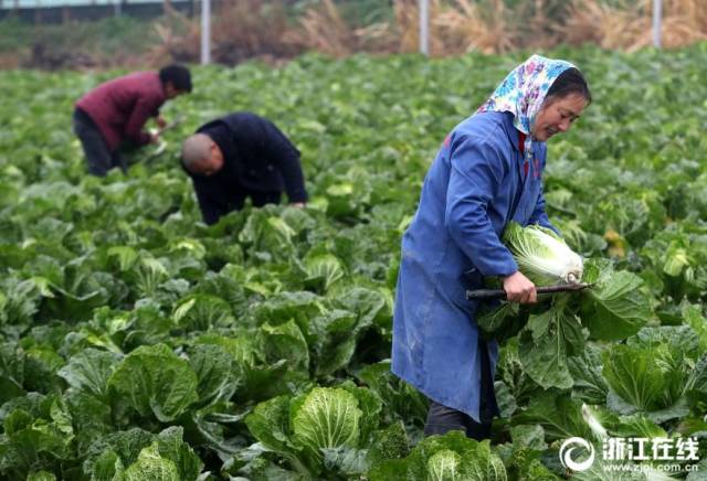 太湖白菜喜丰收 菜农们冒雨收割