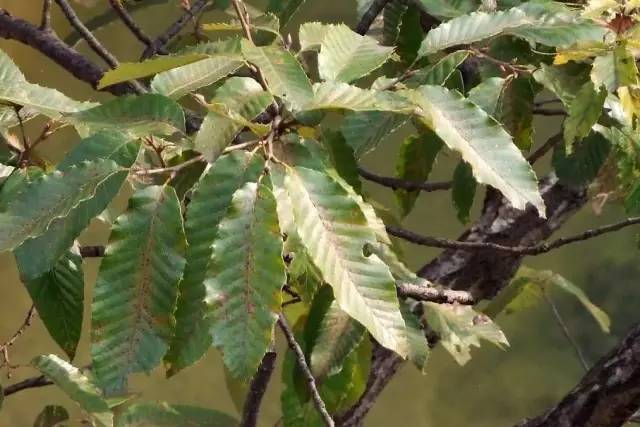 七大类别,65种 · 耐盐碱植物详情!