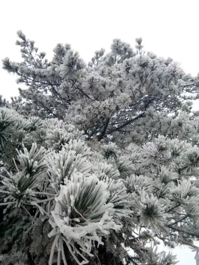 古树苍松,凝霜挂雪,戴玉披银.