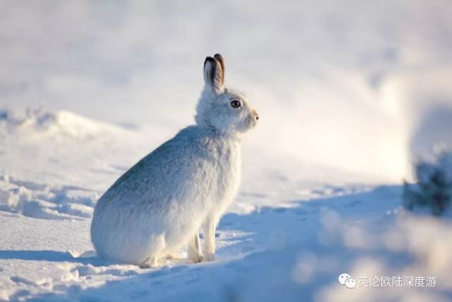 雪地上的苏格兰白兔,这可真是白兔啊