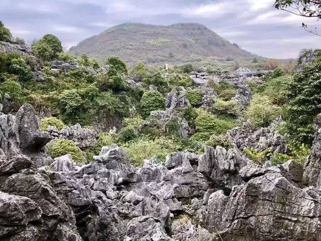 山林野趣于一体,在地质演变的作用下,形成了城堡石林,天井石林(天坑)