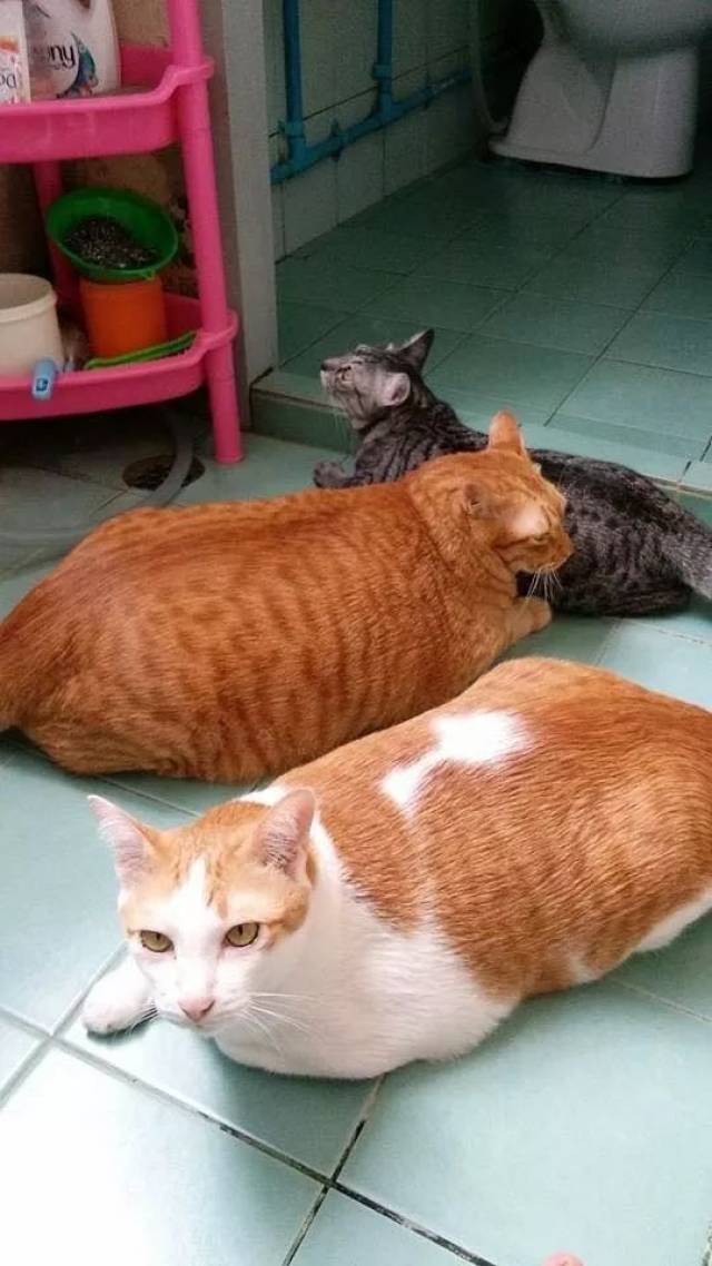 网友家养了一狸花猫和两橘猫:瘦子和两胖的日常