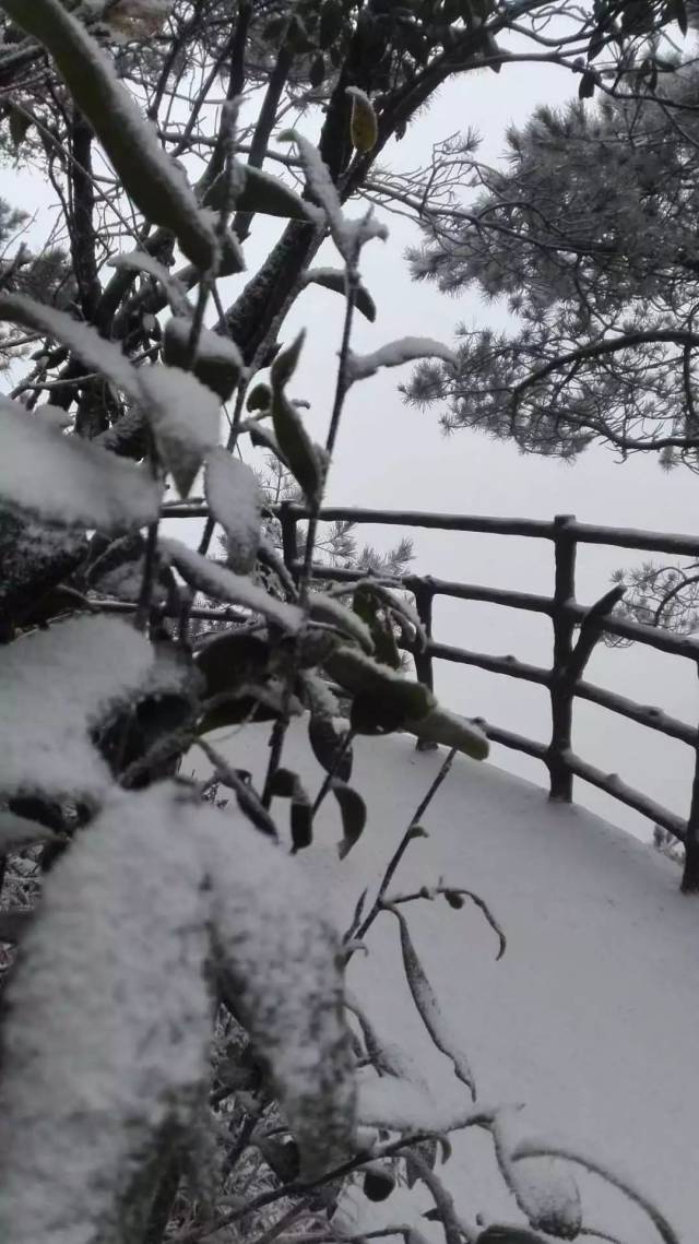 被大雪覆盖的小道 ▼ 井冈山的黄洋界,杜鹃山等上午也下起了雪 到处