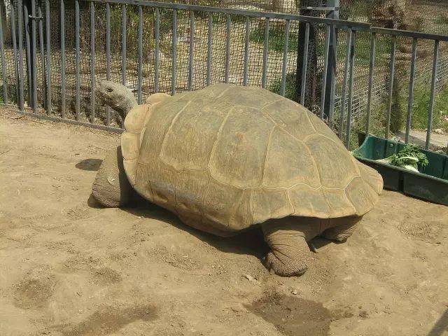 就是纯种的平塔岛象龟,那这这家伙怎么会出现在伊莎贝拉的火山上