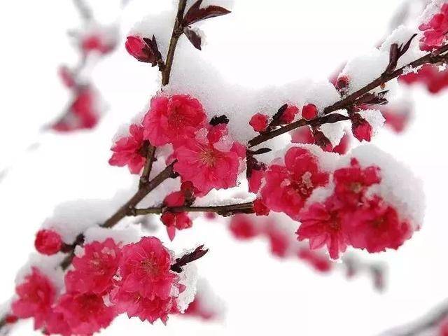 七绝【腊梅恋雪】 (平水韵.一东) 一袖残阳一袖风,身轻欲逐晚霞红.