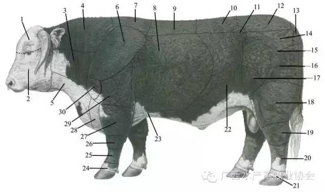 怎么估算牛重量?