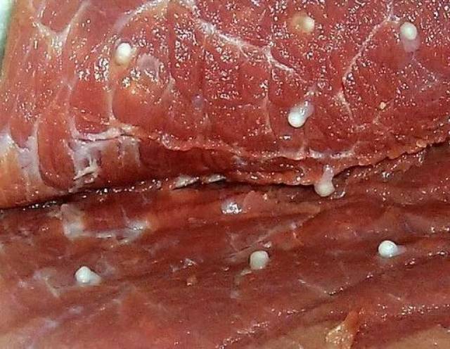 人如果吃了未煮熟的豆猪肉,囊虫会在人的小肠中发育为钩绦虫.