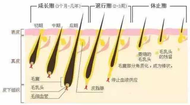 毛囊成长图