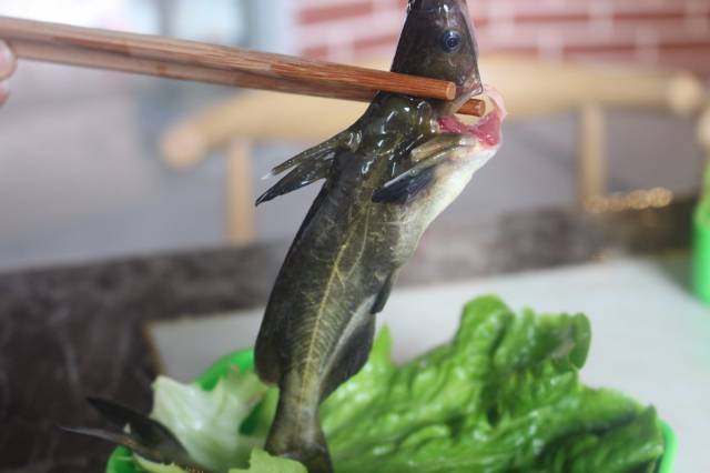 瘦不了!自助火锅+干锅烧烤随便吃!钻石城这家火锅店太疯狂,快