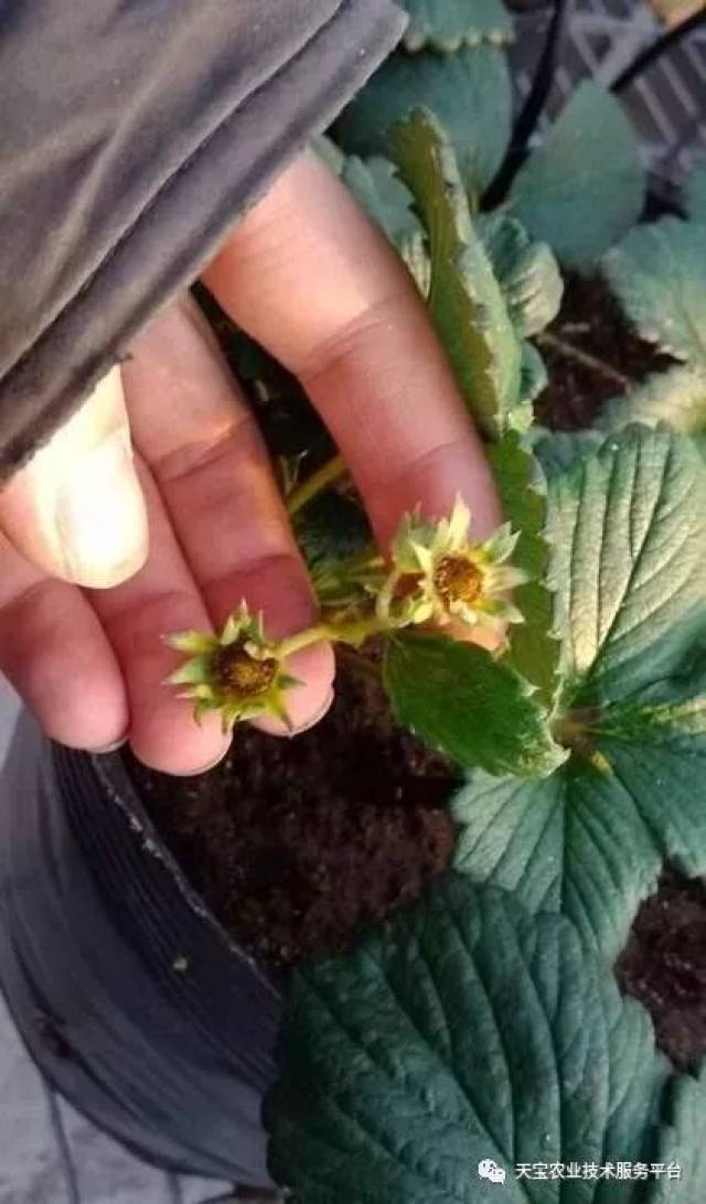 我的草莓心叶干枯,花黑了,什么情况?怎么办?