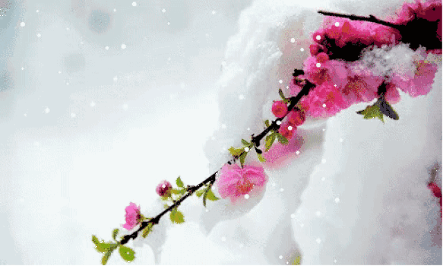 七绝/冬梅恋雪/生来独爱枝头雪,只许琼妃做恋人