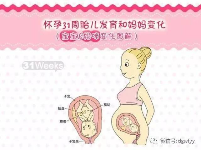 怀孕31周胎儿发育和妈妈变化图