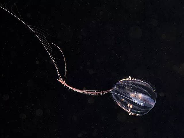 海中灯笼——球栉水母(sea gooseberry)