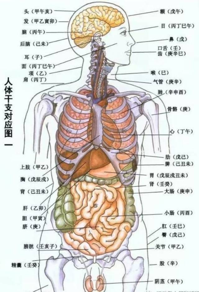 1,地支与人体部位,五脏六腑的关系 子属膀胱水道耳,丑为胞肚及脾乡
