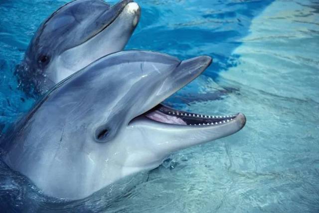 海洋动物的另一面:鲸类爱讲话,海豚最八卦,虎鲸满嘴脏话