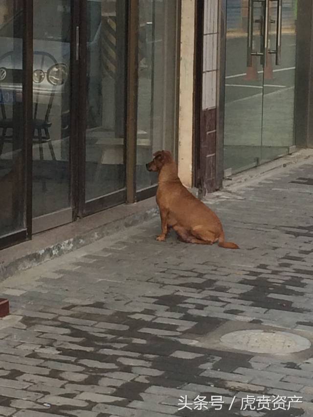 主人没有听见,狗妈妈就只有坐在门口等