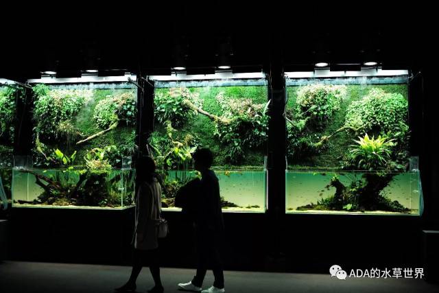 华旗水族带你看『天野 尚nature aquarium展』