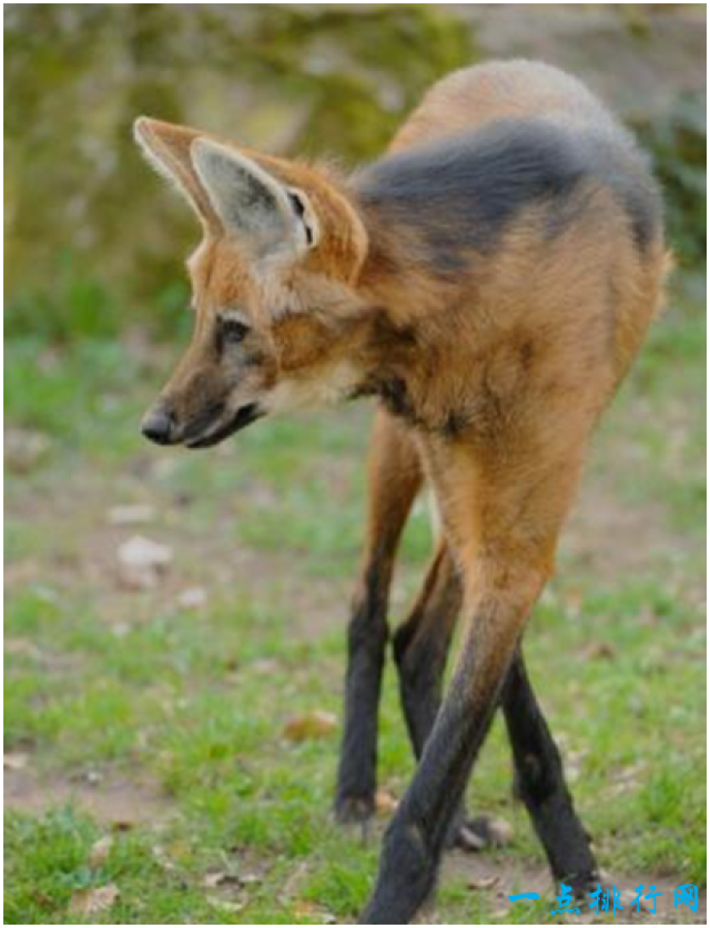 世界上腿最长的犬科动物,鬃狼站立时像踩着高跷