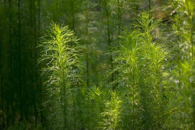 【你所不知道的植物秘密】猪毛蒿