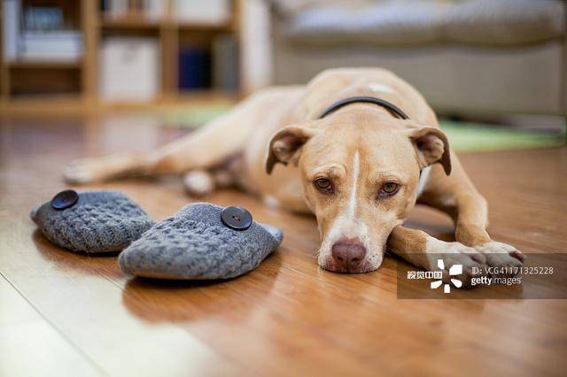 老年狗补充营养吃什么好?老年犬补钙须重视