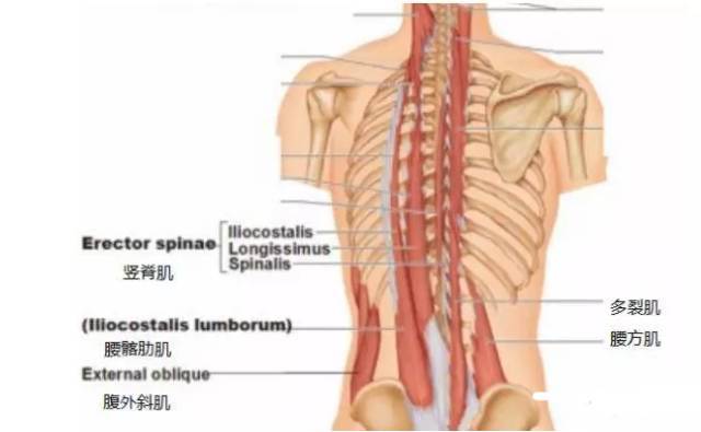 竖脊肌 功能与解读_手机搜狐网