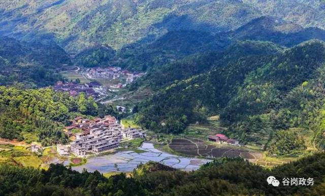 郁郁葱葱,这是谷岗乡火嵊村绿然水稻种植基地欣欣向荣的田园风光